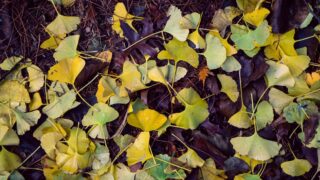 なぜ街路樹には銀杏の木が多い？秋を彩る紅葉「イチョウ」の特徴と魅力を解説！