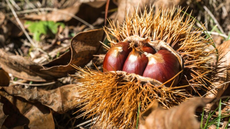 秋の味覚 ”クリ”の紅葉の魅力と歴史を紹介！