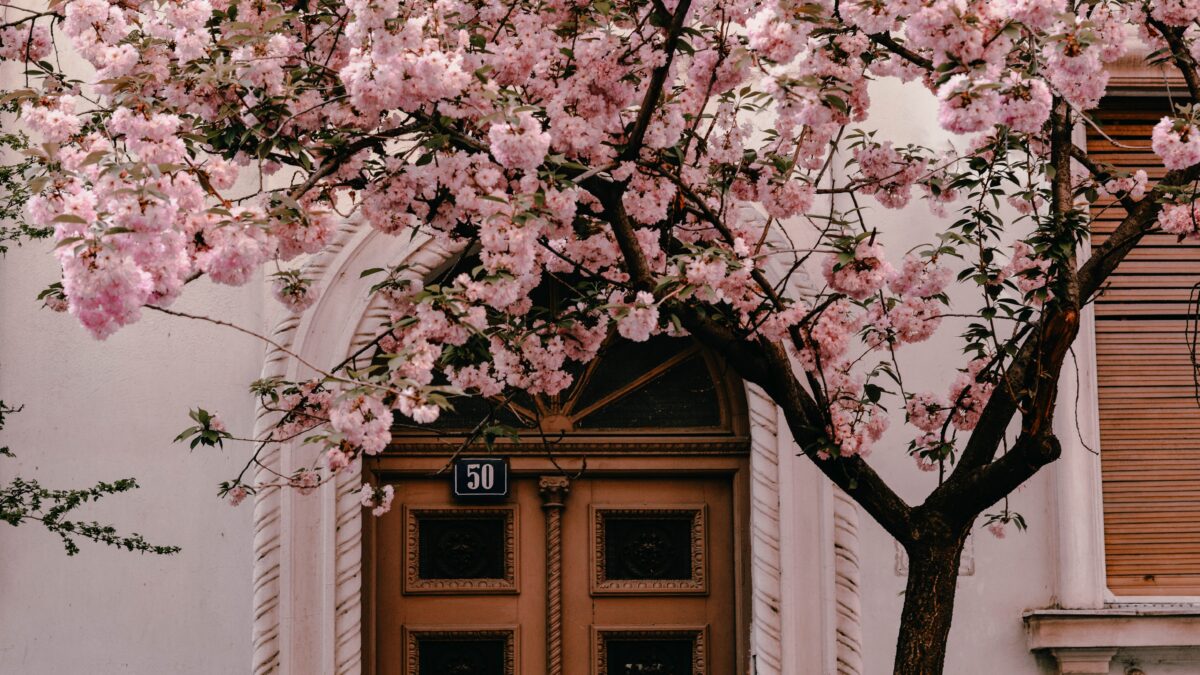 海外で桜の花見を楽しめる名所3選！桜の花見に対する外国人の反応とは！？