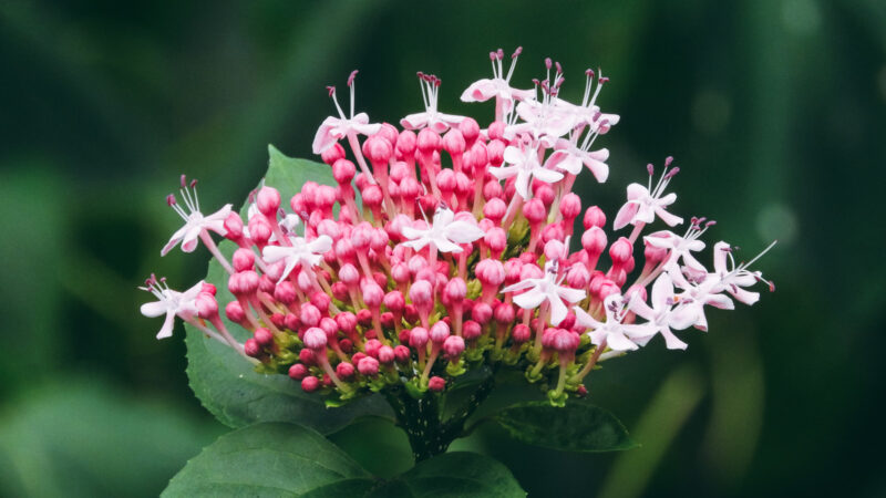 「臭い木」と書く「クサギ(臭木)」は本当に臭いのか。実は食べれるクサギの料理と魅力を紹介！