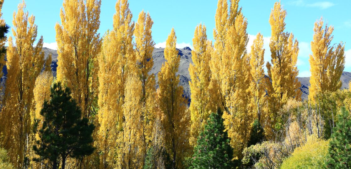 葉の形で街路樹の種類を見分けよう トウカエデ モミジバフウ ポプラ エンジュ ニセアカシア トチノキ編 Woodyニュース