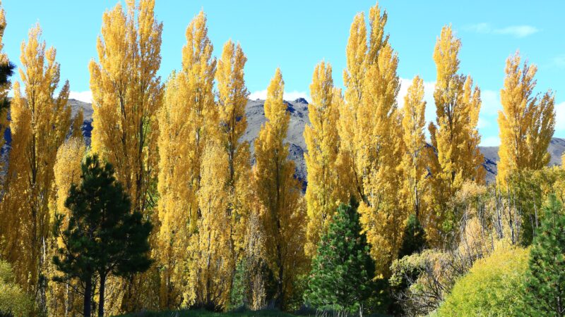 葉の形で街路樹の種類を見分けよう！トウカエデ・モミジバフウ・ポプラ・エンジュ・ニセアカシア・トチノキ編