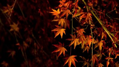 京都府立植物園で紅葉ライトアップされるクスノキ並木を紹介！年２回紅葉するクスノキの魅力と歴史を解説！