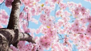 樹齢2000年！？日本最古の一本桜”山高神代桜”から見えるサクラの起源を紹介！