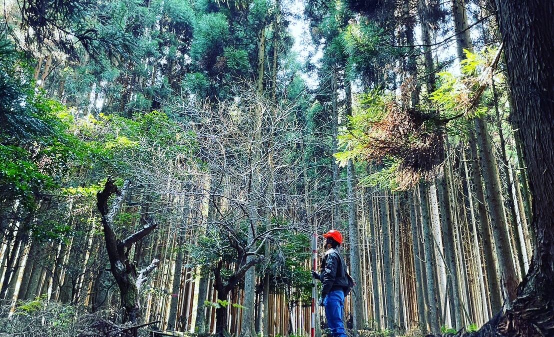 新しく開始された森林経営管理制度とは？日本の森林の未来について
