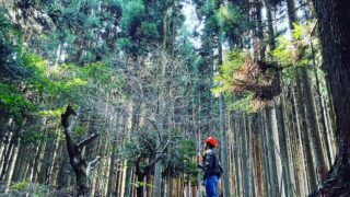 新しく開始された森林経営管理制度とは？日本の森林の未来について