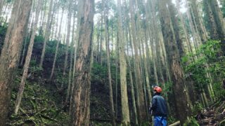 所有林の管理で収益を上げる方法とは！？世界有数の日本の森林率を紹介！