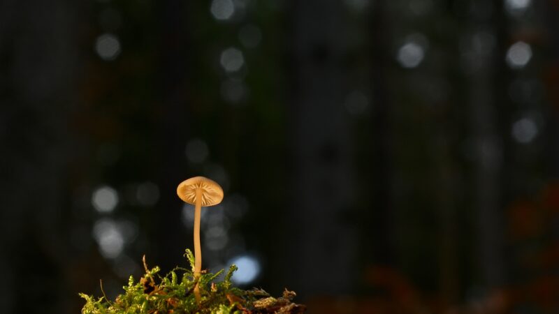 キノコと樹木の関係を紹介！マツタケや干しシイタケはなぜ高いのか！？