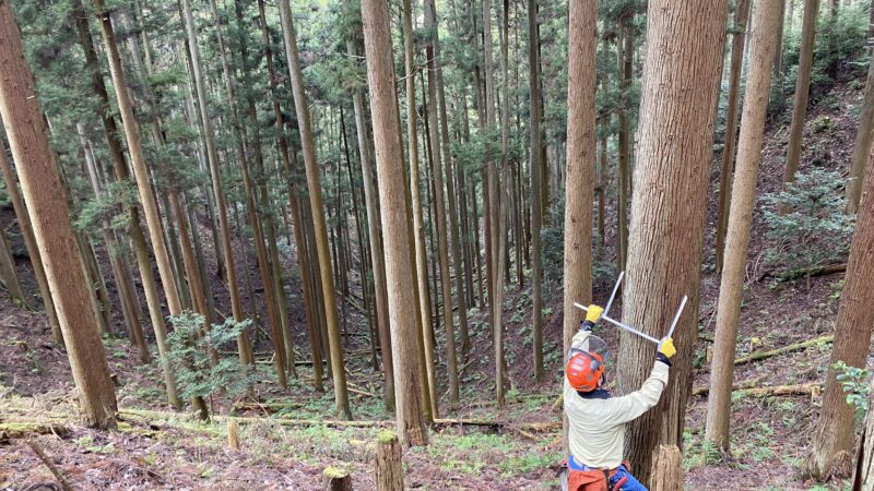 所有林の”見積り金額”と”収益例”を紹介！